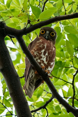 アオバのずっくん