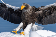 流氷の王者の風格