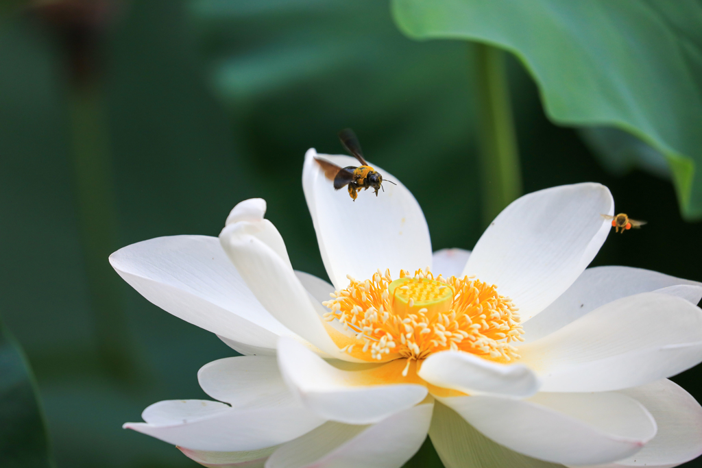 俺の花やぞ