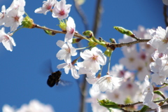 蜂と春