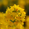 近所に咲く菜の花