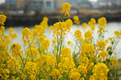 近所の菜の花畑