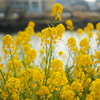 近所の菜の花畑