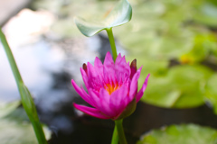 蓮の花
