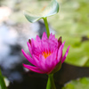 蓮の花