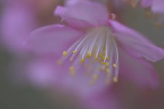 桜-2
