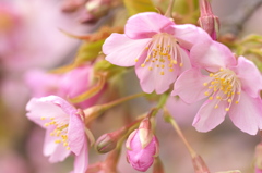 桜なのにももいろ