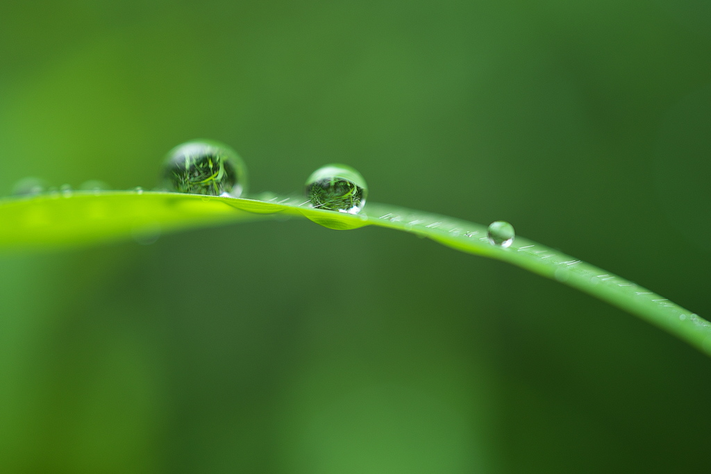 雨の忘れ物