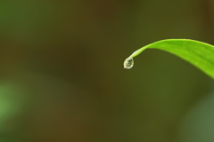 雨の忘れ物