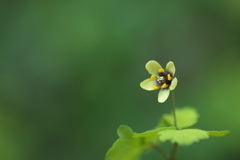 山陰白金草