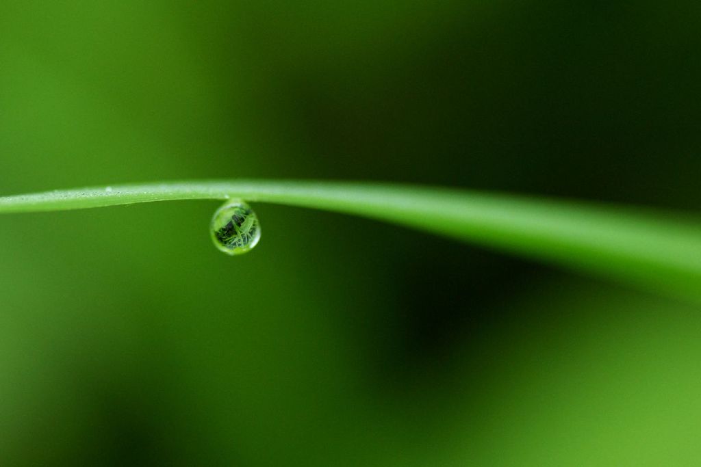 雫　（古い写真ですが　(〃´∪｀〃)ゞ）