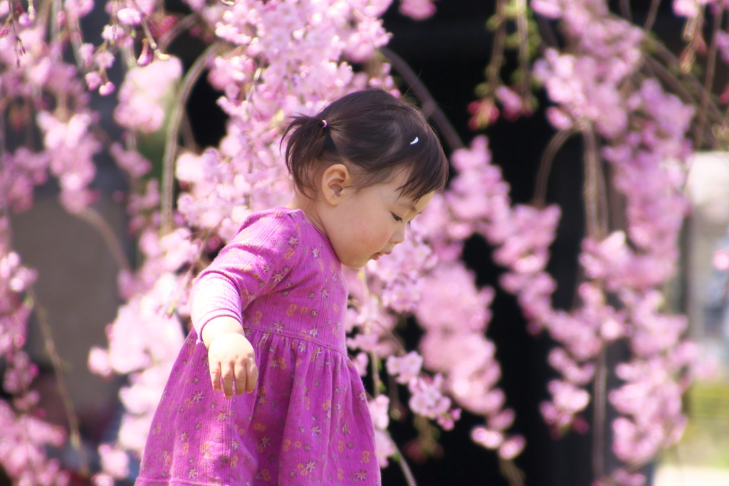 桜の精はキューピーさん♪