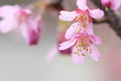 我が家の桜