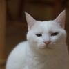 悪だくみ中