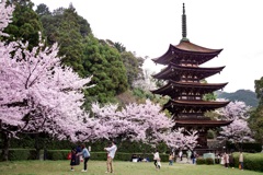 桜と塔