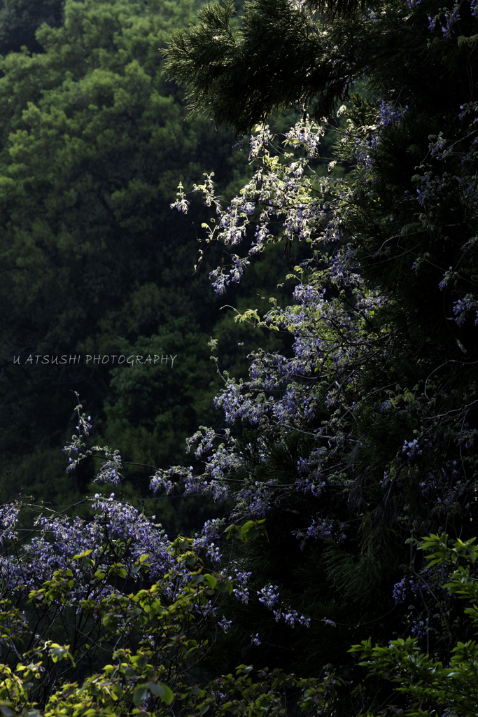 WILD WISTERIA