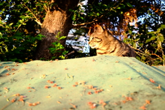 DSCF2938