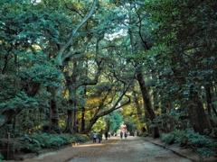茨城県　鹿島神宮内　森林回廊