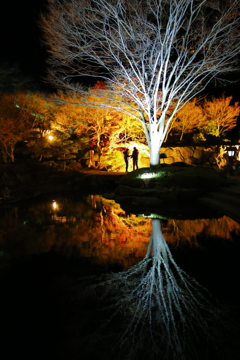 冬桜モデル撮影会後の桜山公園ライトアップ#2