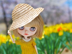 水仙の花の咲く丘#1