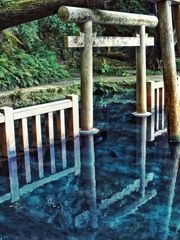 茨城県　鹿島神宮　御手洗池