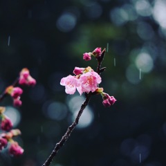 春雨