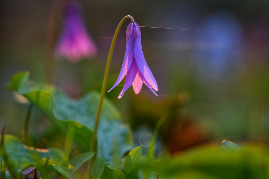 朝陽を浴びるカタクリ