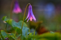 朝陽を浴びるカタクリ