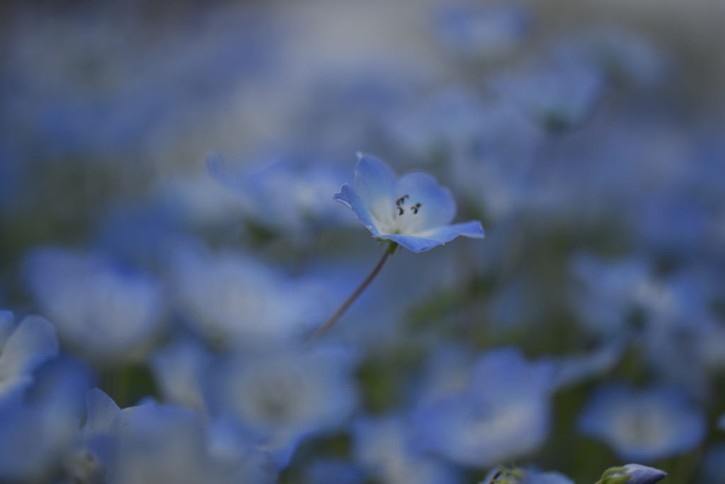 ネモフィラ♪