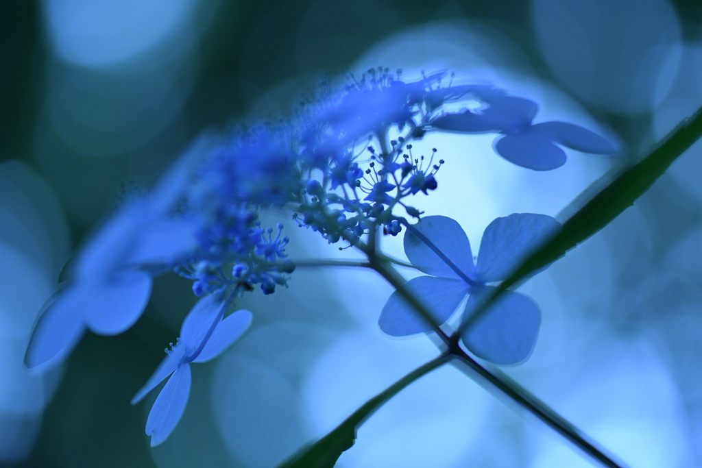 早朝の豊平公園にて