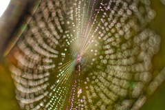 Spiderweb's Art