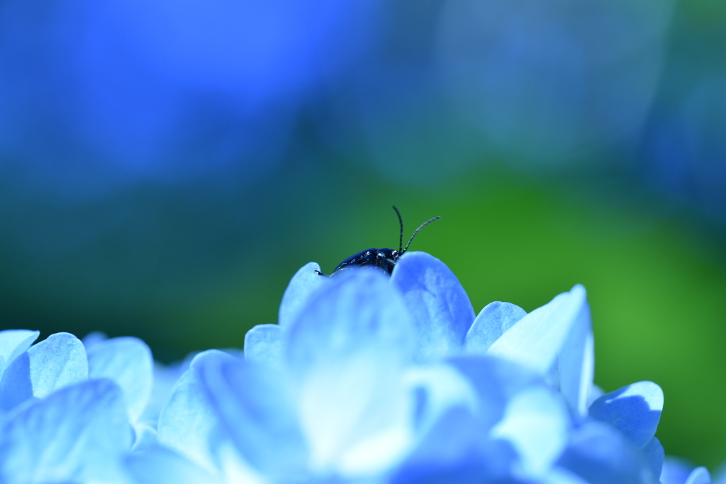 紫陽花でかくれんぼ