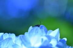 紫陽花でかくれんぼ