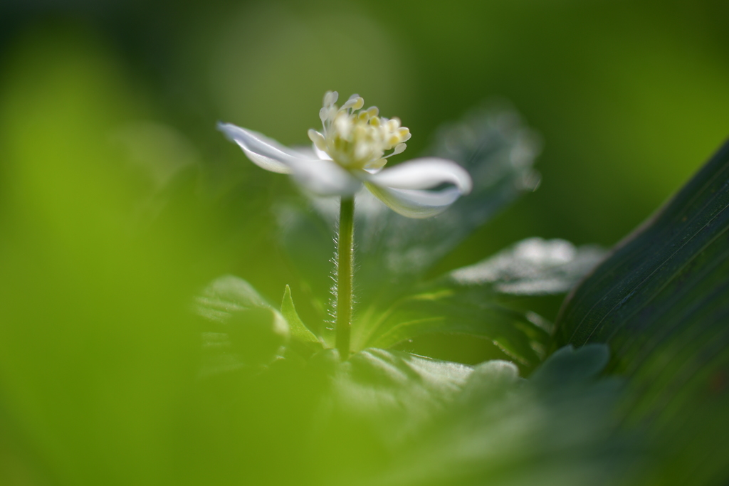 木漏れ日を浴びるニリンソウ