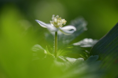 木漏れ日を浴びるニリンソウ