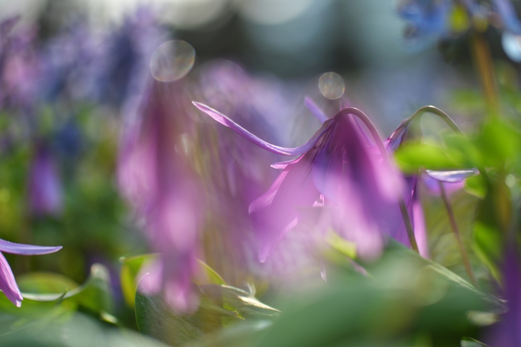 カタクリ、エゾエンゴサク見頃です