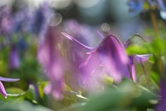 カタクリ、エゾエンゴサク見頃です