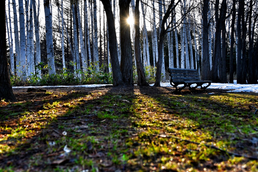 早朝の公園散歩