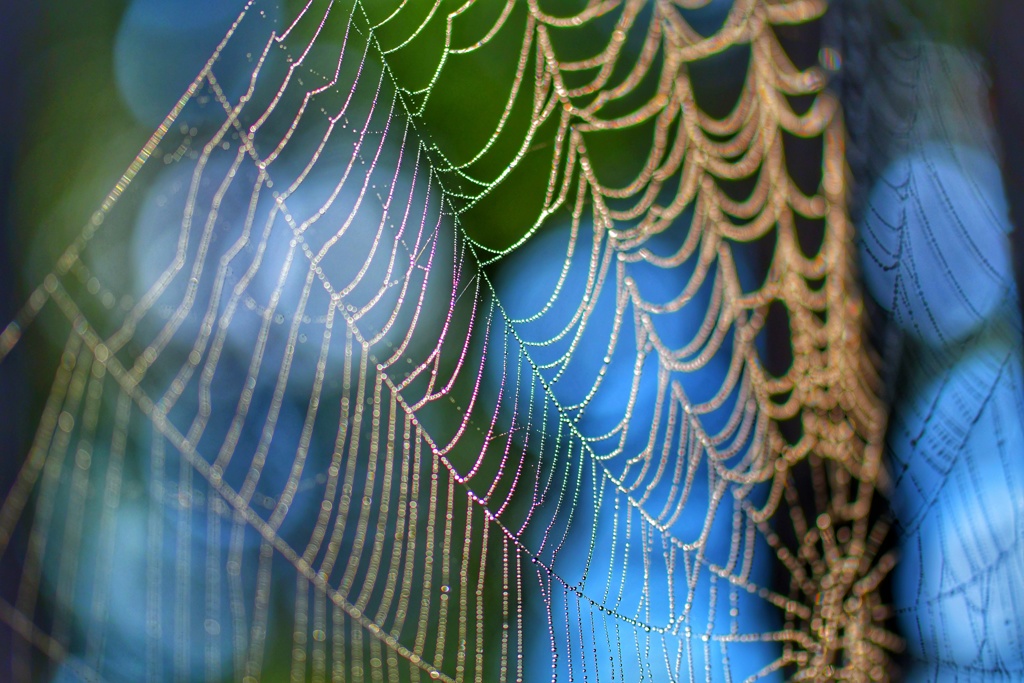 Art of spider web