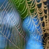 Art of spider web