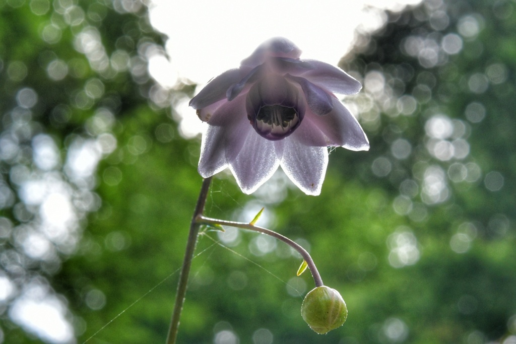 レンゲショウマ