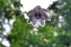 レンゲショウマ