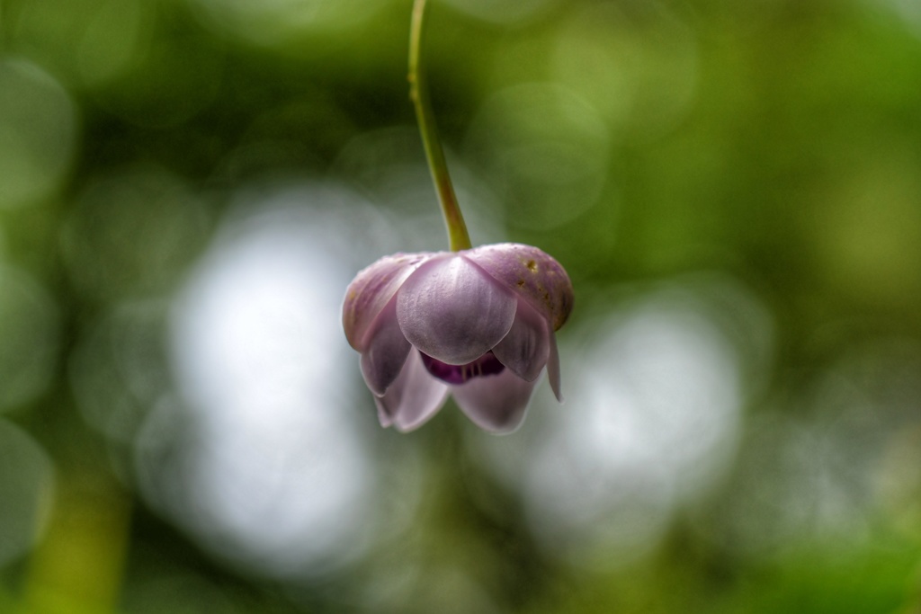 ひっそりと佇む