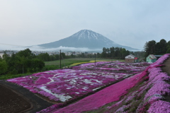 三島さんちの芝桜