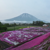 三島さんちの芝桜