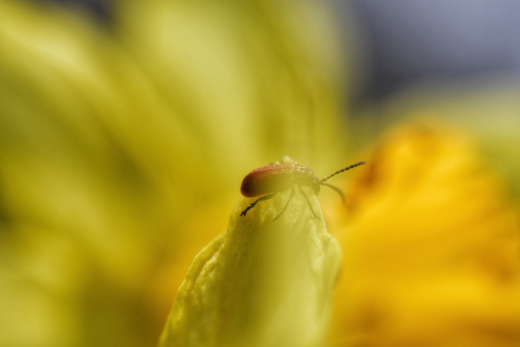 花の香りに誘われて
