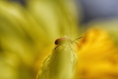 花の香りに誘われて