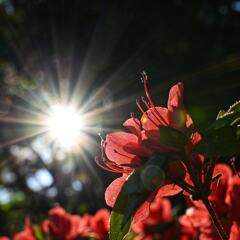 木漏れ日を浴びて