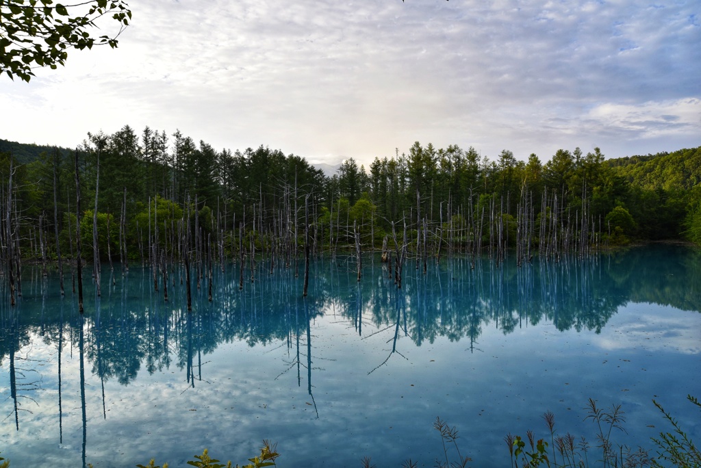 美瑛町は青い池