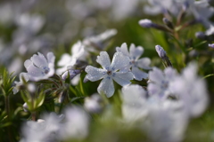 三島さん家の芝桜